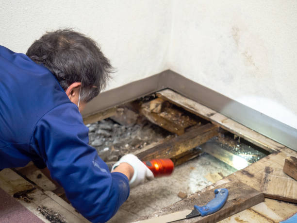 Best White Mold Remediation in Lauderdale By The Sea, FL